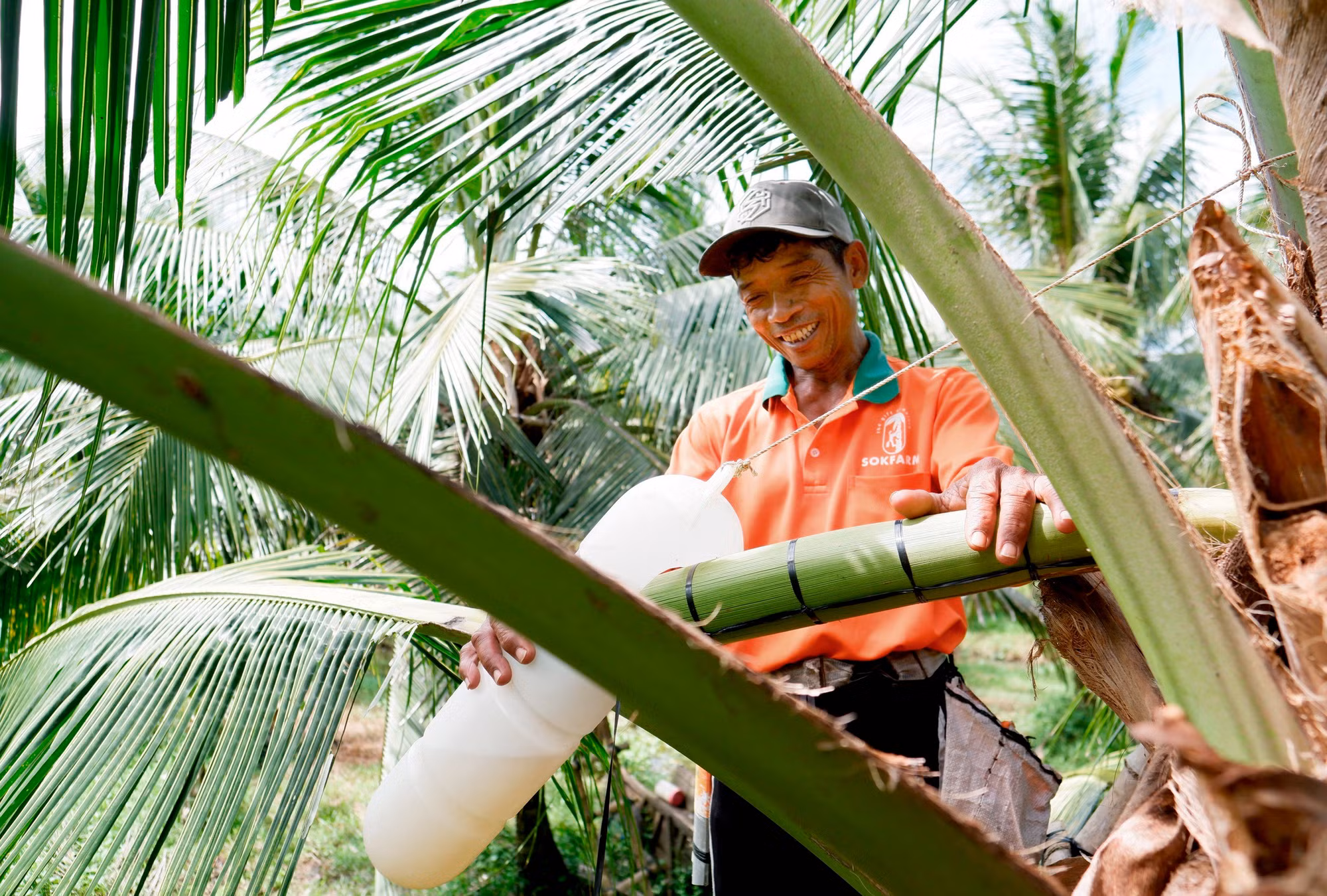 Đặc sản mật hoa dừa ảnh 1