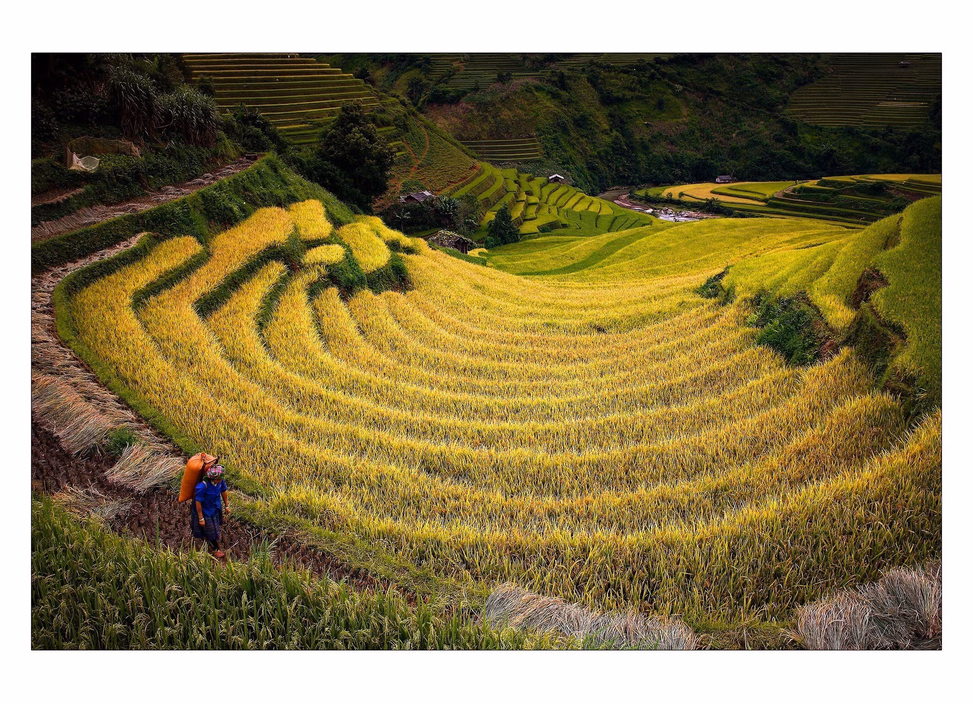 Rực rỡ mùa vàng Mù Cang Chải (Yên Bái) ảnh 5