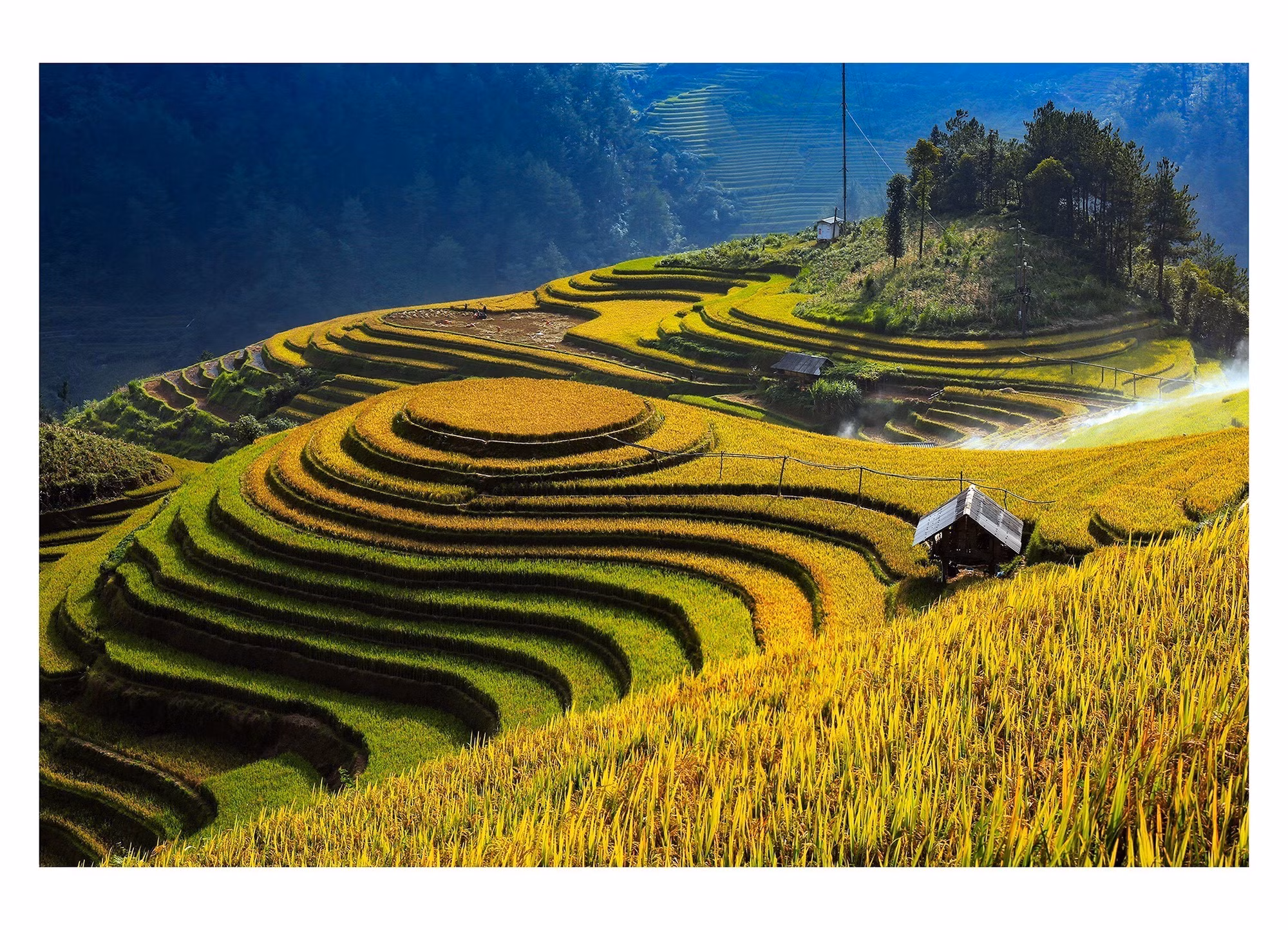 Rực rỡ mùa vàng Mù Cang Chải (Yên Bái) ảnh 1