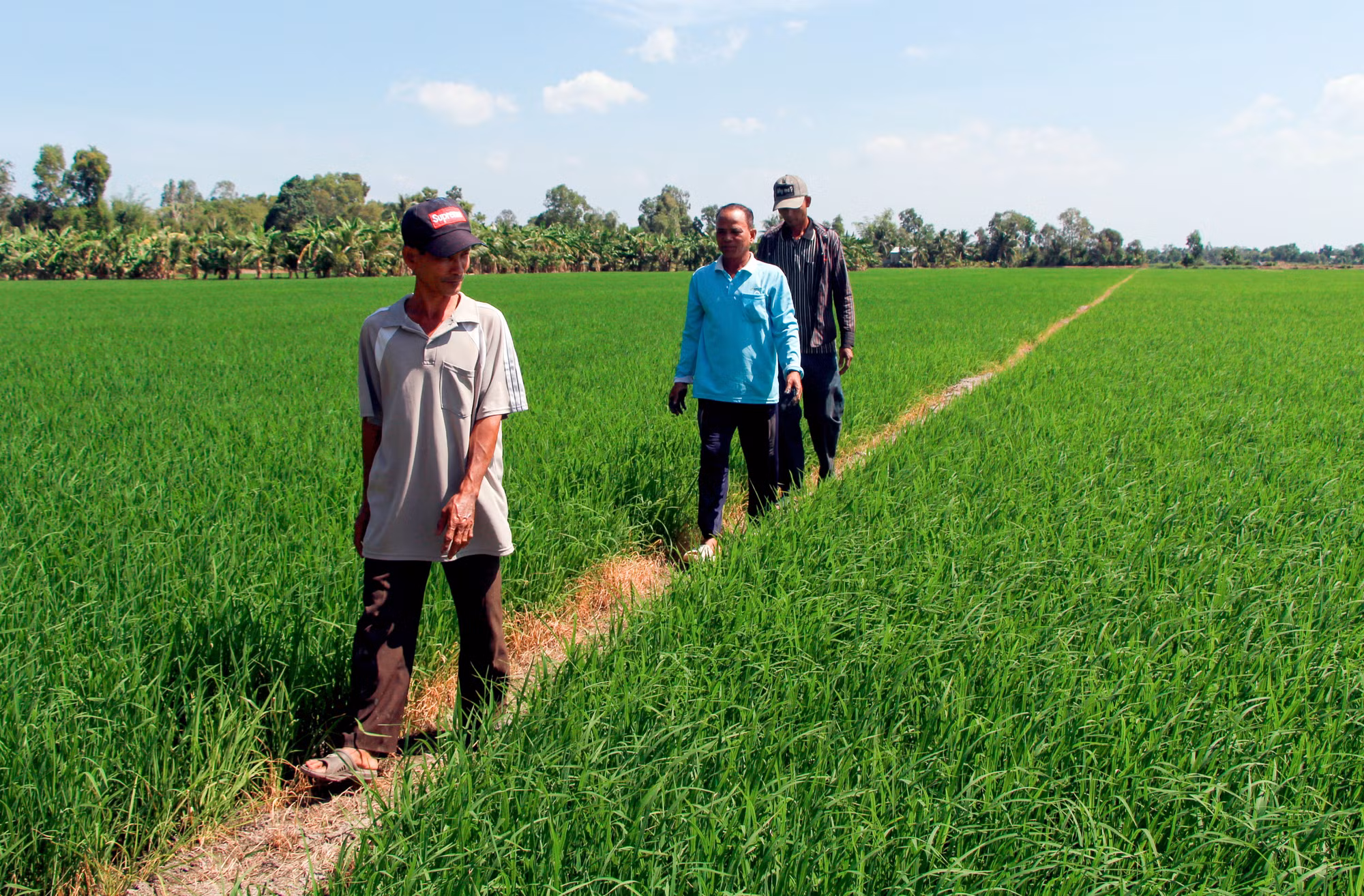 Thạch Xa Kha, người nông dân Khmer hết lòng vì cộng đồng ảnh 3