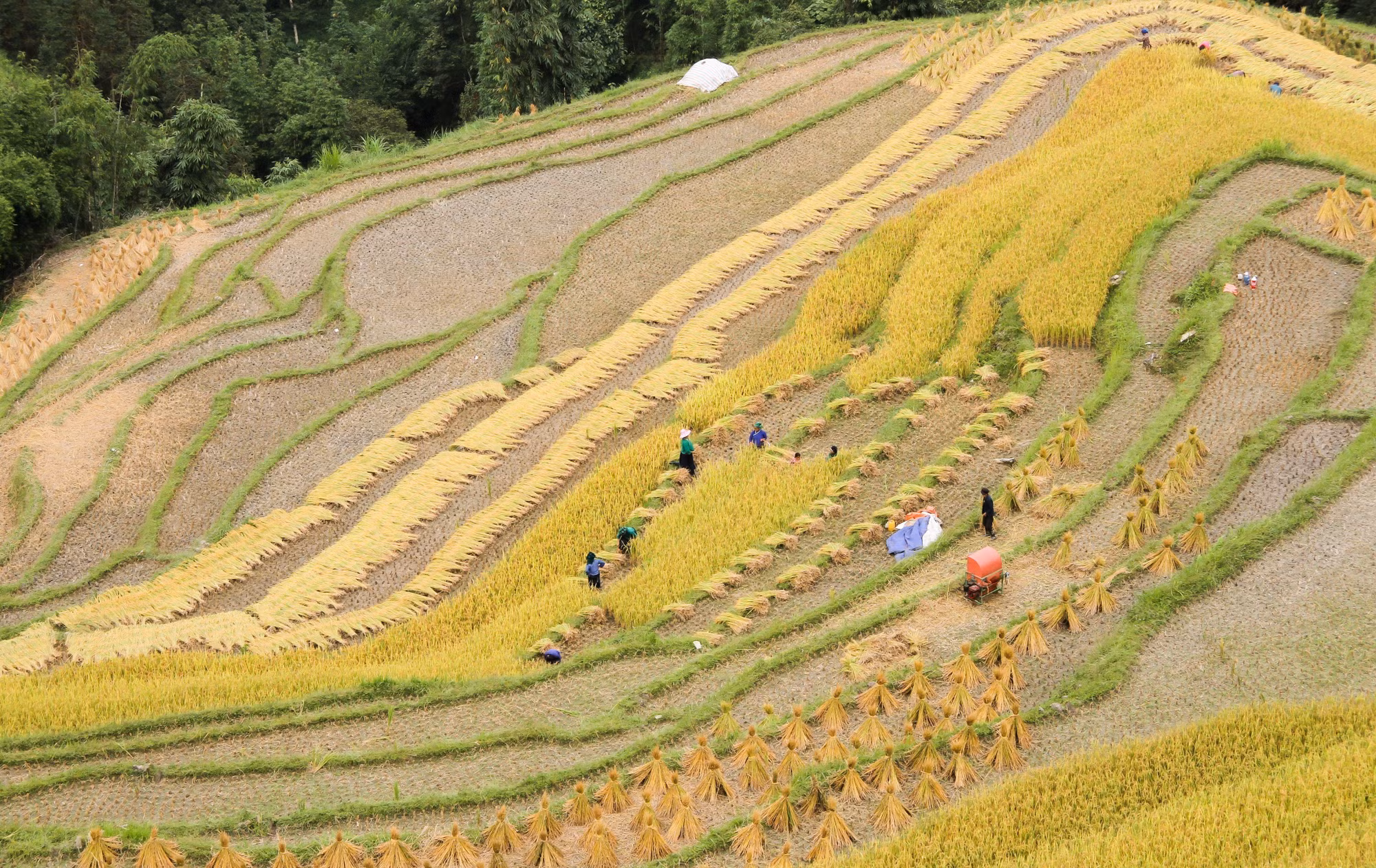 Sắc vàng phủ kín ruộng bậc thang vùng cao Hà Giang ảnh 1