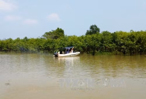 Cánh rừng cây gáo nước mọc xanh mướt tại hồ thủy điện Cần Đơn, tỉnh Bình Phước. Ảnh: Dương Chí Tưởng-TTXVN