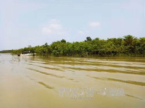 Cánh rừng cây gáo nước mọc xanh mướt tại hồ thủy điện Cần Đơn, tỉnh Bình Phước. Ảnh: Dương Chí Tưởng-TTXVN