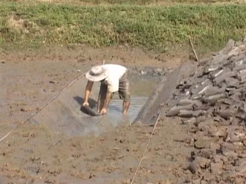 Cải tạo ao nuôi tôm trên nền trồng lúa. Ảnh : .2lua.vn