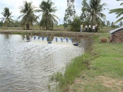 Ao nuôi tôm. Ảnh : 2lua.vn