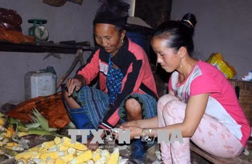 Vào mùa mưa, không ai thuê làm nương, gia đình em Hờ Thị Chư (SN 2000) gồm 6 miệng ăn chỉ trông vào ngô dự trữ. Ảnh: Diệp Anh - TTXVN