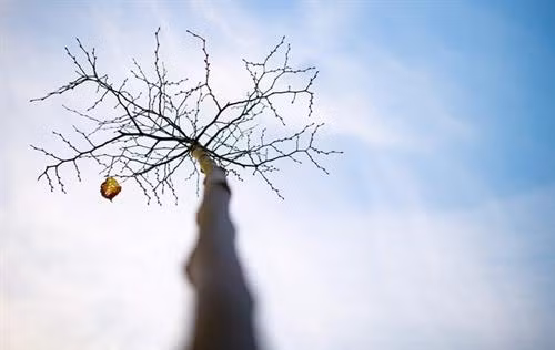 Chiếc lá "cô đơn" - chiếc lá duy nhất vẫn còn trên cây ở Kahler Asten, phía Tây nước Đức