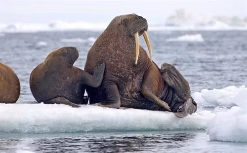 Những chú hải mã Thái Bình Dương đang ngồi trên một tảng băng trôi ở biển Chukchi, Alaska
