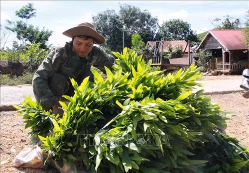 Người dân xã Ea Trang chuẩn bị cây giống để trồng rừng. Ảnh: Phạm Cường-TTXVN