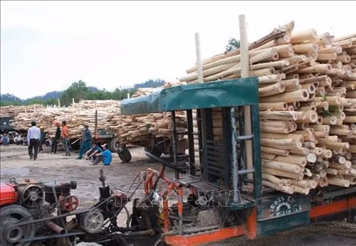 Người dân chở keo mới thu hoạch đến nhập cho Hợp tác xã băm dăm Tiến Nam. Ảnh: Phạm Cường-TTXVN