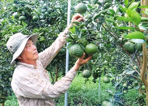 Anh Chánh dùng dây nhựa níu các chùm quả để tránh quả nặng quá làm gãy cành. Ảnh: Công Mạo-TTXVN
