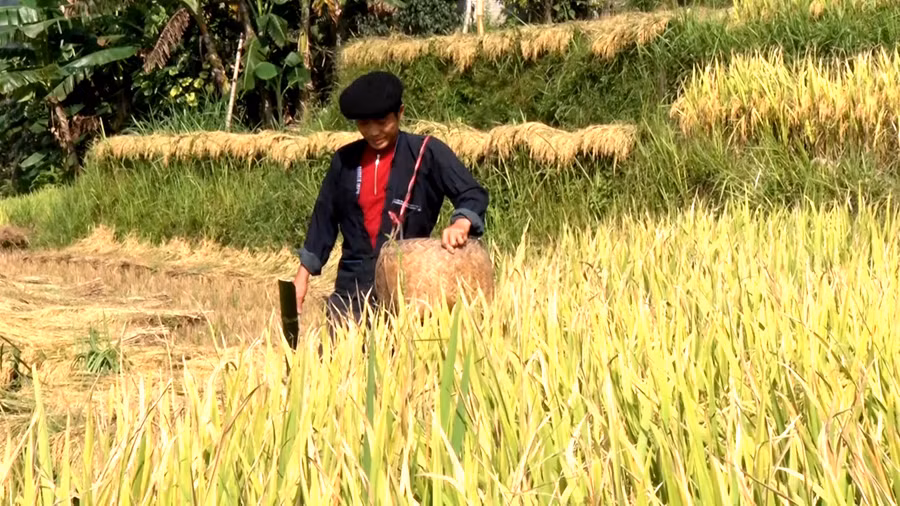 Vào mùa cơm mới ở Hà Giang ảnh 6