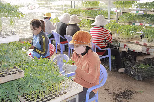 Diện mạo mới ở những vùng nông nghiệp công nghệ cao Lâm Đồng ảnh 7