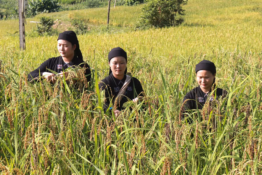 Vào mùa cơm mới ở Hà Giang ảnh 4