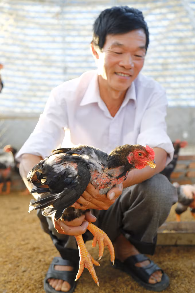 Gà đỏ Đồng Dầy ảnh 2