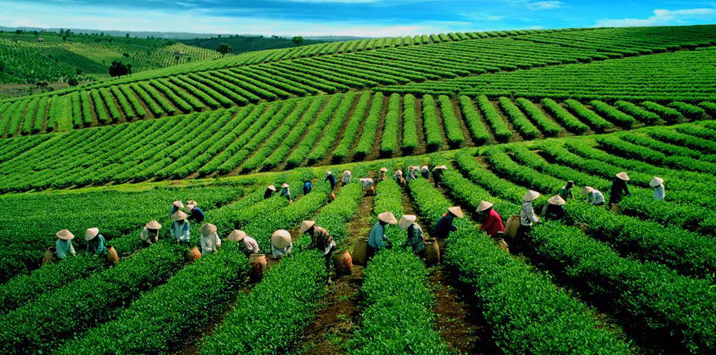 Lai Châu sắp tổ chức Tuần lễ hỗ trợ, kết nối việc làm cho lao động bị ảnh hưởng bởi dịch bệnh COVID-19 ảnh 3