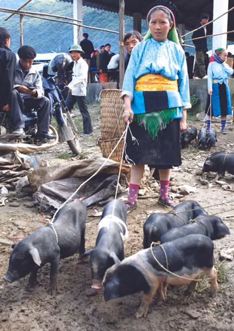 Chợ phiên cuối năm ở vùng cao Hà Giang ảnh 3