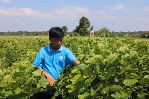 Hiệu quả chuyển đổi mô hình kinh tế ở Buôn Đôn ảnh 6