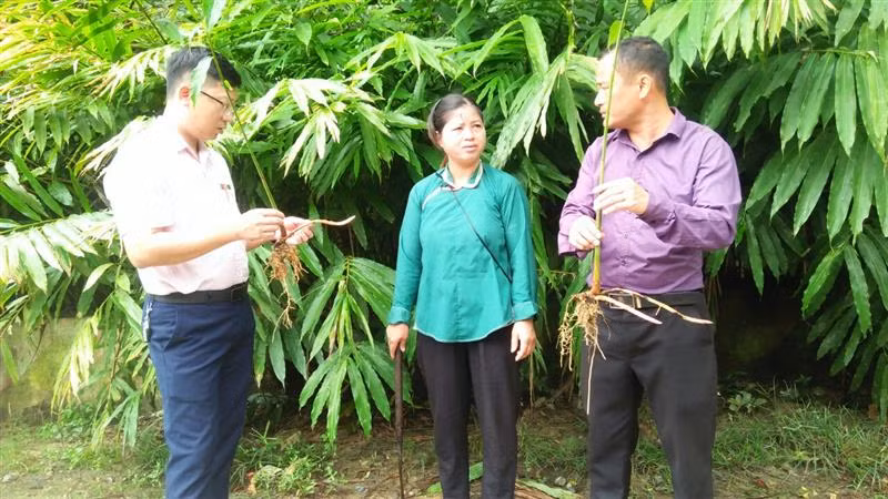Nữ cán bộ người Nùng tiên phong trên "mặt trận" xóa đói nghèo của Lào Cai ảnh 2