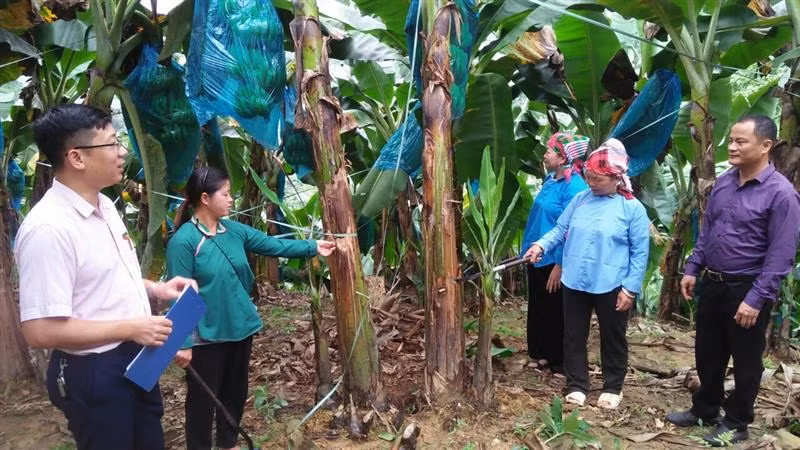 Nữ cán bộ người Nùng tiên phong trên "mặt trận" xóa đói nghèo của Lào Cai ảnh 1