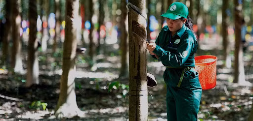 Lai Châu sắp tổ chức Tuần lễ hỗ trợ, kết nối việc làm cho lao động bị ảnh hưởng bởi dịch bệnh COVID-19 ảnh 2