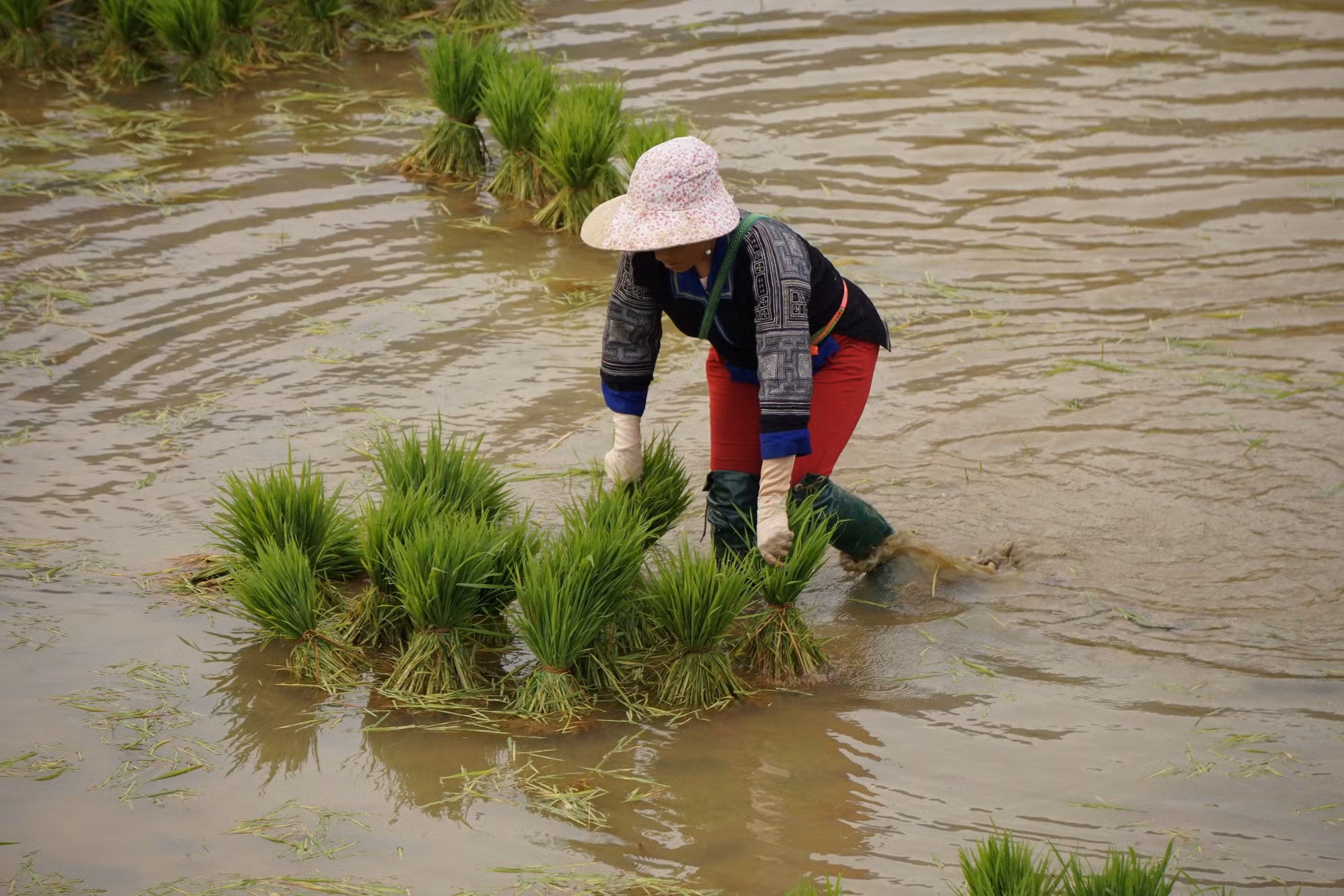 Mùa nước đổ ở Tây Bắc ảnh 14