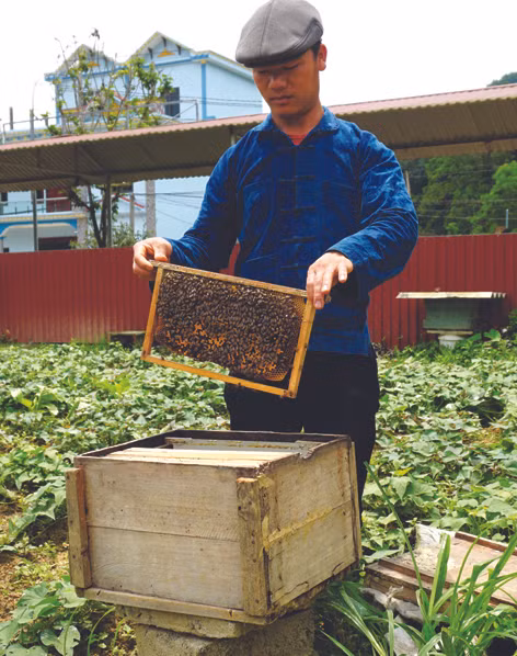 Nét mới của nông nghiệp Quản Bạ ảnh 2