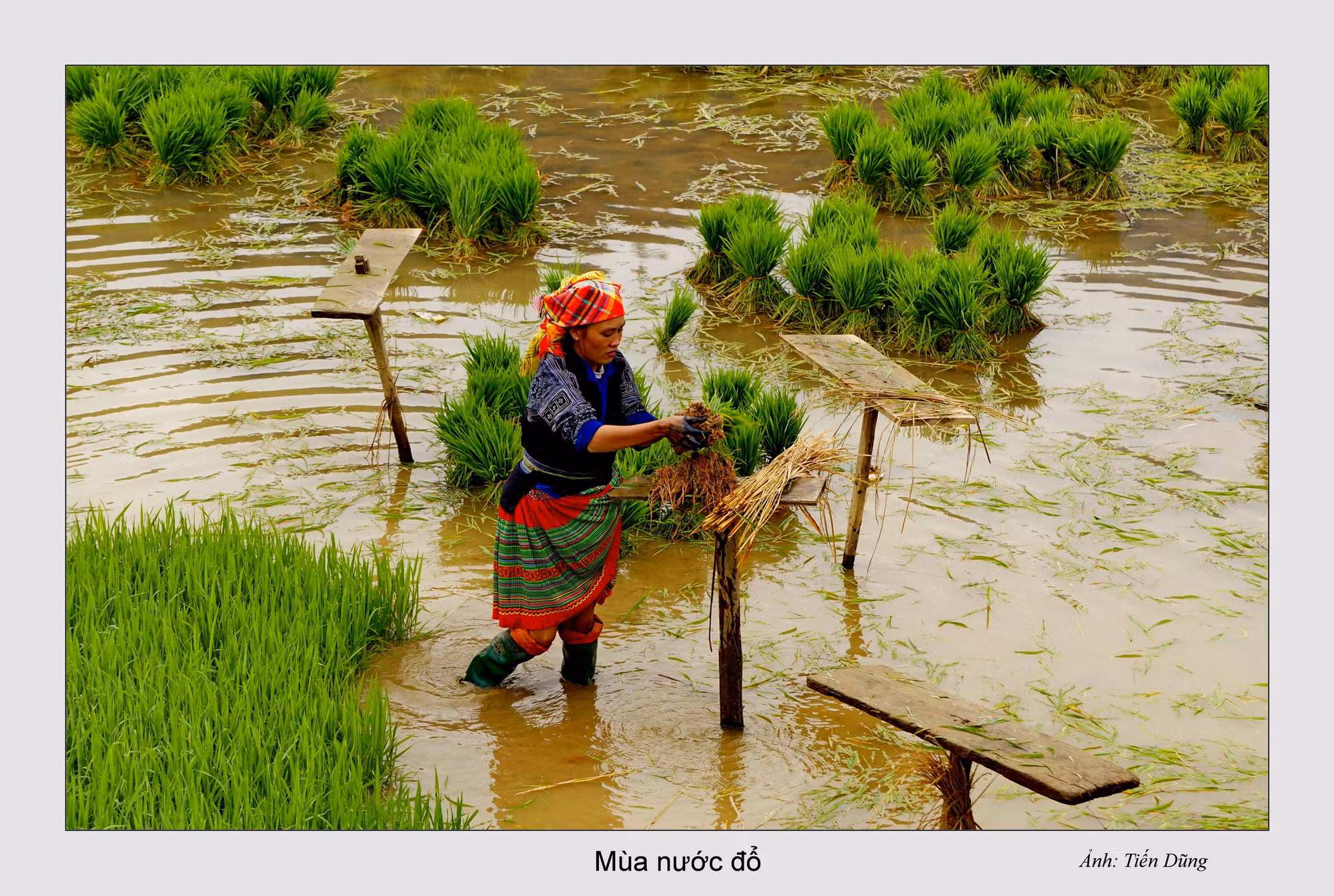 Mùa nước đổ ở Tây Bắc ảnh 13