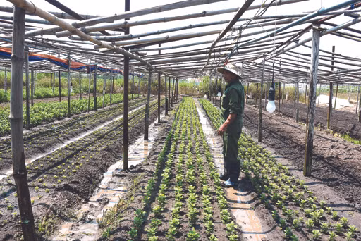 Đắk Tô xây dựng cánh đồng lớn ảnh 3