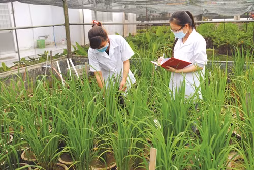 Trung tâm Giống nông lâm ngư nghiệp Kiên Giang nghiên cứu, lai tạo thành công nhiều giống lúa ngắn ngày chống chịu hạn, mặn