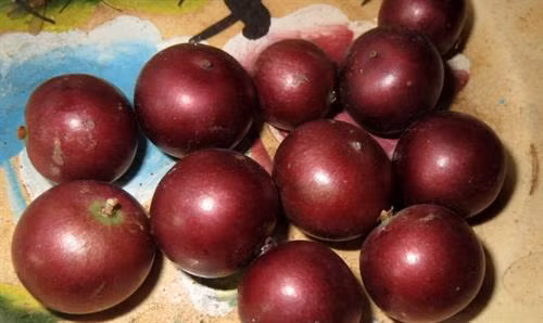Lên Ngũ Hồ Sơn thưởng thức mùi hồng quân ảnh 2