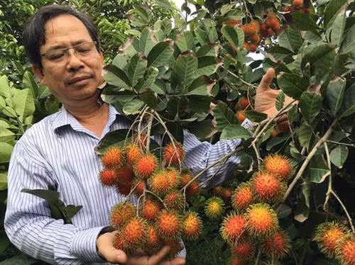 Giống chôm chôm mới này có nhiều ưu điểm về năng suất, chất lượng nên có thể thay thế cho giống chôm chôm cũ ở địa phương.
