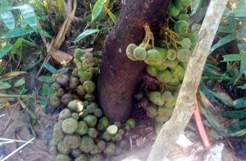 Ngõa mật - nồng say hương vị đồng rừng ảnh 2
