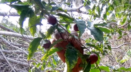 Lên Ngũ Hồ Sơn thưởng thức mùi hồng quân ảnh 1