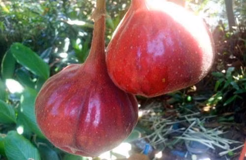 Ngõa mật - nồng say hương vị đồng rừng ảnh 3