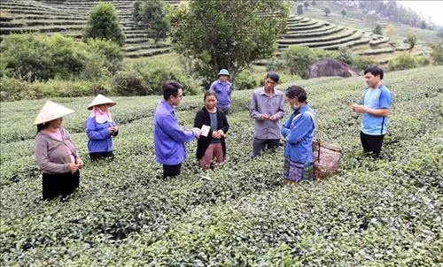 Cán bộ kỹ thuật Công ty Cổ phần đầu tư phát triển chè Tam Đường hướng dẫn bà con xã Bản Bo (huyện Tam Đường) sử dụng thuốc sinh học phòng trừ sâu bệnh trên cây chè. Ảnh: Việt Hoàng – TTXVN