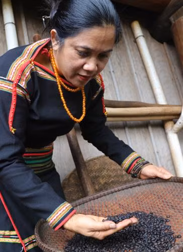 Theo chị H'Len, cà phê chín và đạt chuẩn phải có mùi thơm, màu nâu đen, khi cắn thì hạt vỡ giòn.