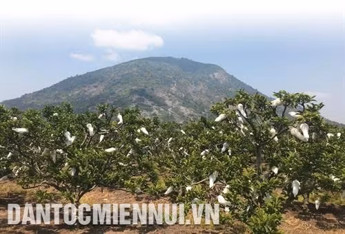 Toàn tỉnh Tây Ninh hiện có khoảng 5.000 ha mãng cầu, được trồng tập trung quanh khu vực núi Bà Đen và một số xã thuộc các huyện: Tân Châu, Dương Minh Châu. Ảnh: Lê Đức Hoảnh