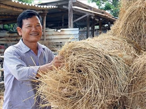 Ông Đạo Thanh Thích tích trữ phụ phẩm nông nghiệp cho gia súc. Ảnh: Công Thử - TTXVN
