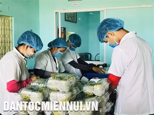 Đóng gói mãng cầu Bà Đen xuất khẩu tại Công ty Natani Tây Ninh. Ảnh: Lê Đức Hoảnh