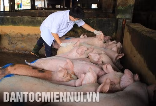 Lực lượng thú y kiểm tra đàn lợn nhập vào lò mổ. Ảnh: Hồ Cầu