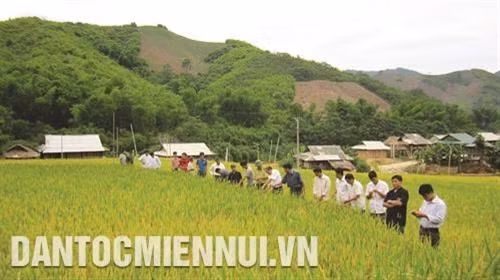 Huyện Mường Lát triển khai mô hình thâm canh cây lúa nước trên địa bàn các xã: Tam Chung, Mường Chanh..., đem lại hiệu quả kinh tế cao cho đồng bào