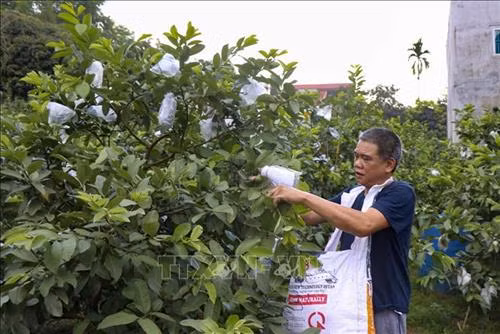 Nhiều người dân trong xã phát triển kinh tế hiệu quả từ vườn – ao – chuồng. Ảnh: Xuân Tư – TTXVN