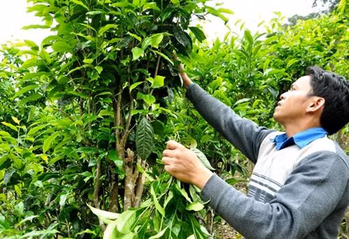 Với điều kiện tự nhiên thuận lợi, cây chè phát triển khá tốt trên đất Trà Nham. Ảnh: baoquangnam.vn