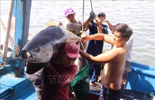 Nghề khai thác cá ngừ đại dương giúp nhiều nông dân vùng biển Phú Yên thoát nghèo, vươn lên làm giàu. Ảnh: Phạm Cường - TTXVN