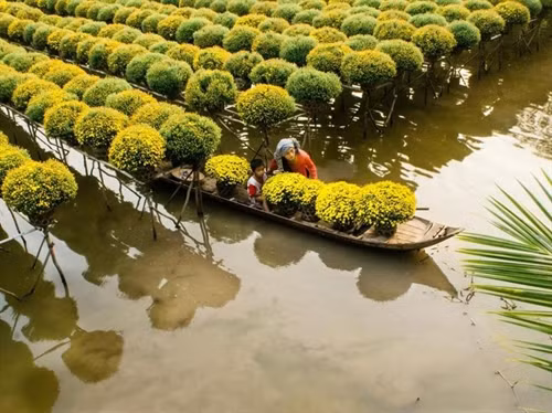 Chùm ảnh ấn tượng về đồng bằng sông Cửu Long ảnh 10