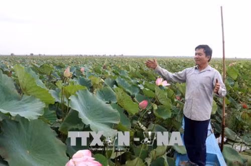 Ông Tạ Văn Chung bên ruộng sen gia đình. Ảnh: Lê Sen - TTXVN