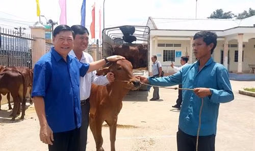 Bí thư Tỉnh ủy tỉnh Vĩnh Long Trần Văn Rón trao bò giống cho hộ nghèo.