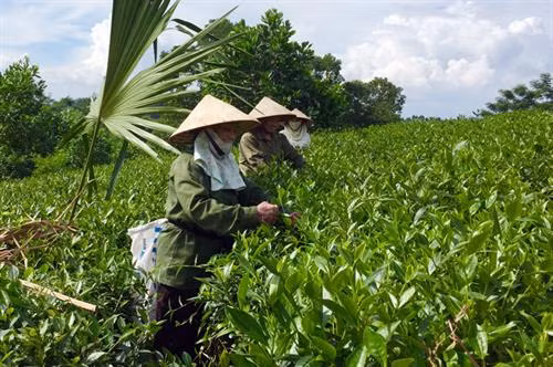 Chè Chùa Tà được hái theo đúng kỹ thuật “một tôm, hai lá” giúp đảm bảo chất lượng chè thành phẩm trong chế biến. Ảnh minh họa: baophutho.vn
