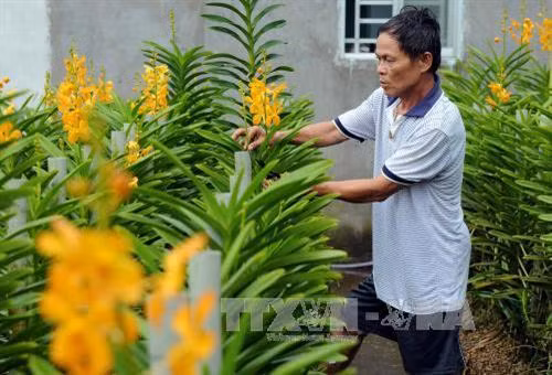 Hộ gia đình Ông Sáu Em ngụ tại ấp Trung, xã Tân Thông Hội, huyện Củ Chi (Thành phố Hồ Chí Minh) trồng lan Mokara, hàng năm cho thu nhập khoảng 300 triệu. Ảnh: An Hiếu - TTXVN